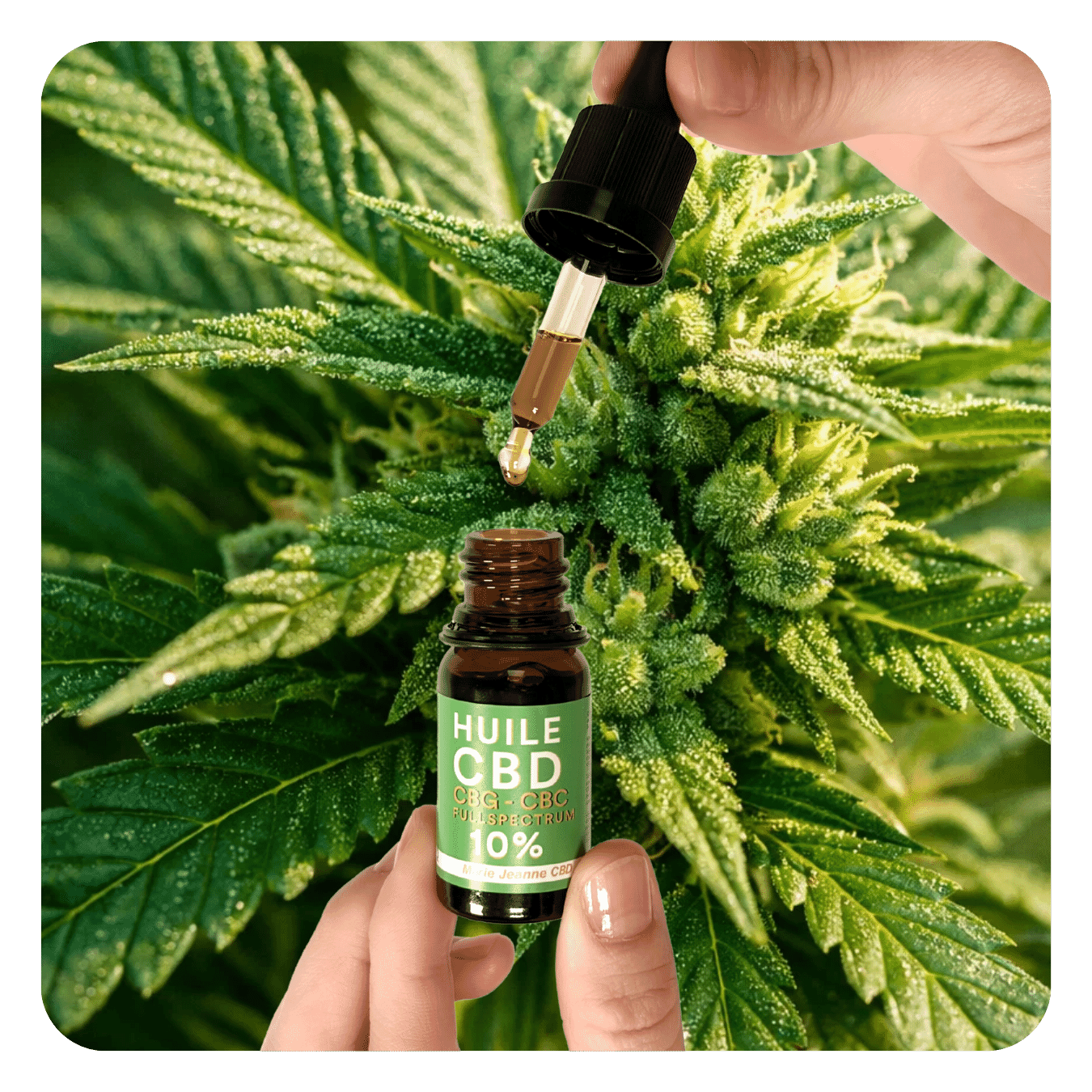 CBD Oil 40% – Marie Jeanne CBD®
